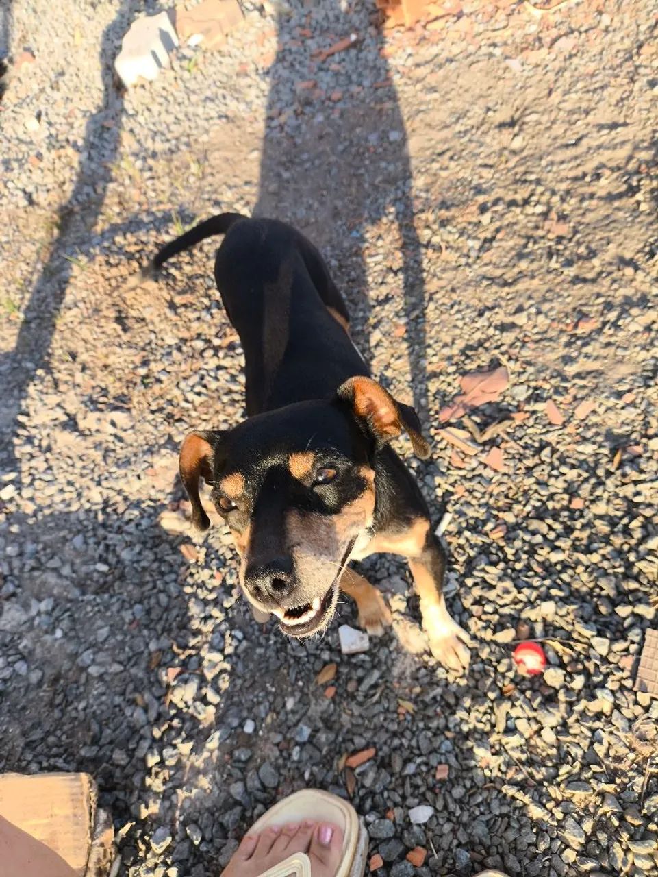 Cachorrinha para adoção - Foto 2