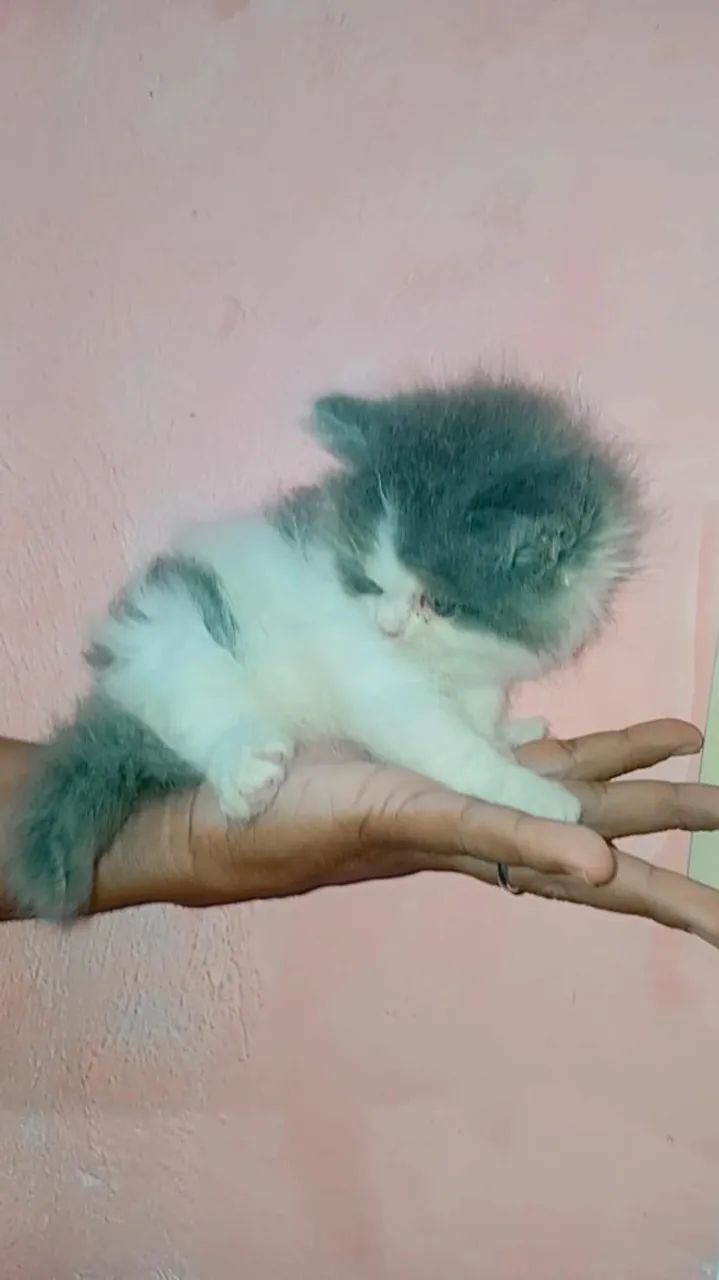 Gato persa - Foto 3