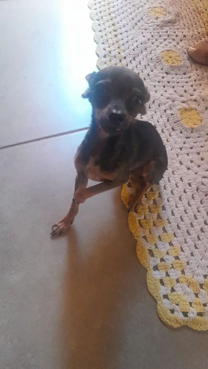 Filhotes pinscher  - Foto 5