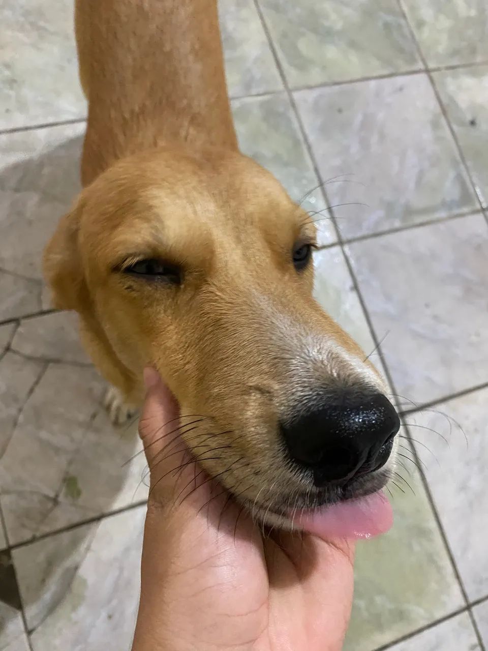 Cachorro p adoção  - Foto 2