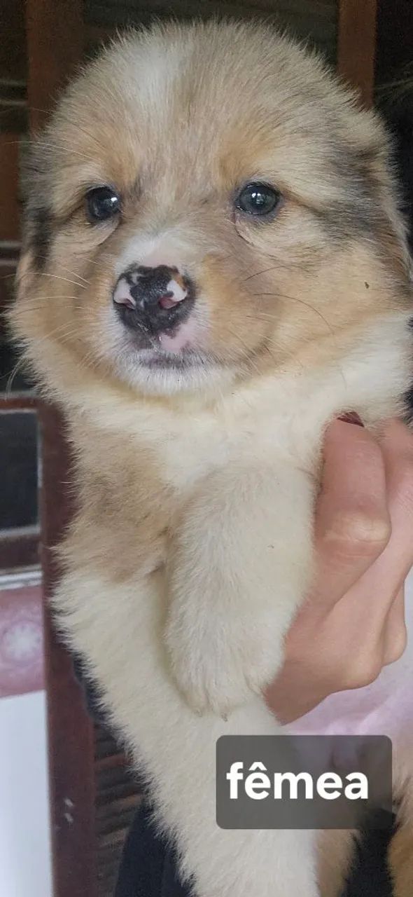 Filhotes Border Collie 