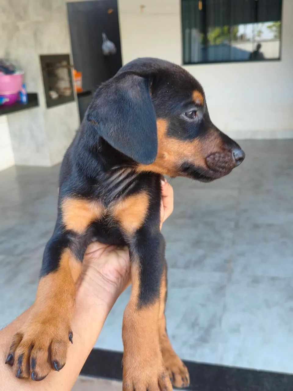 Filhotes de Doberman com 45 dias - Foto 5