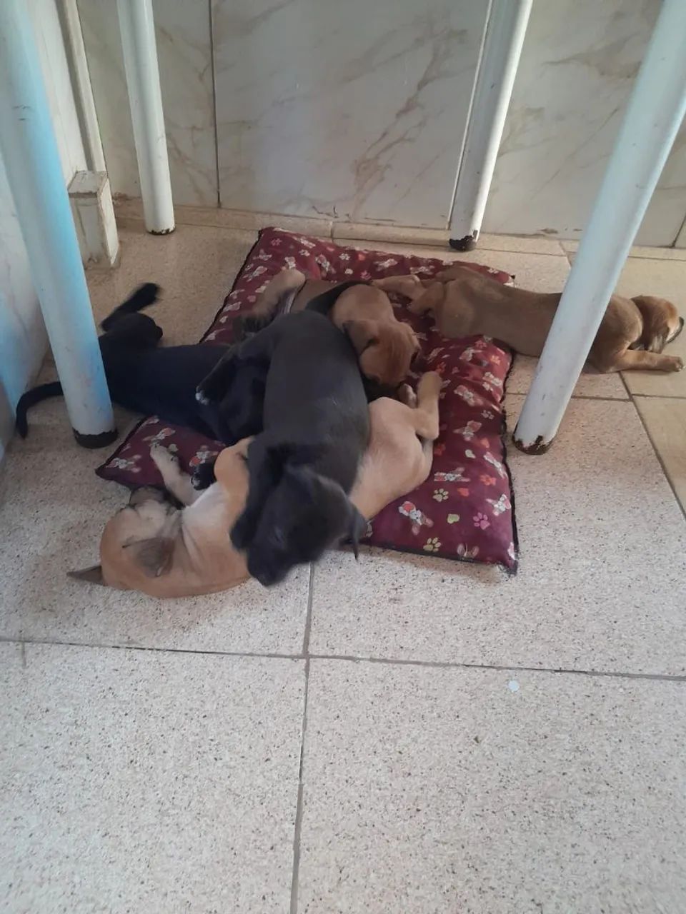 Cachorrinho para doação  - Foto 2