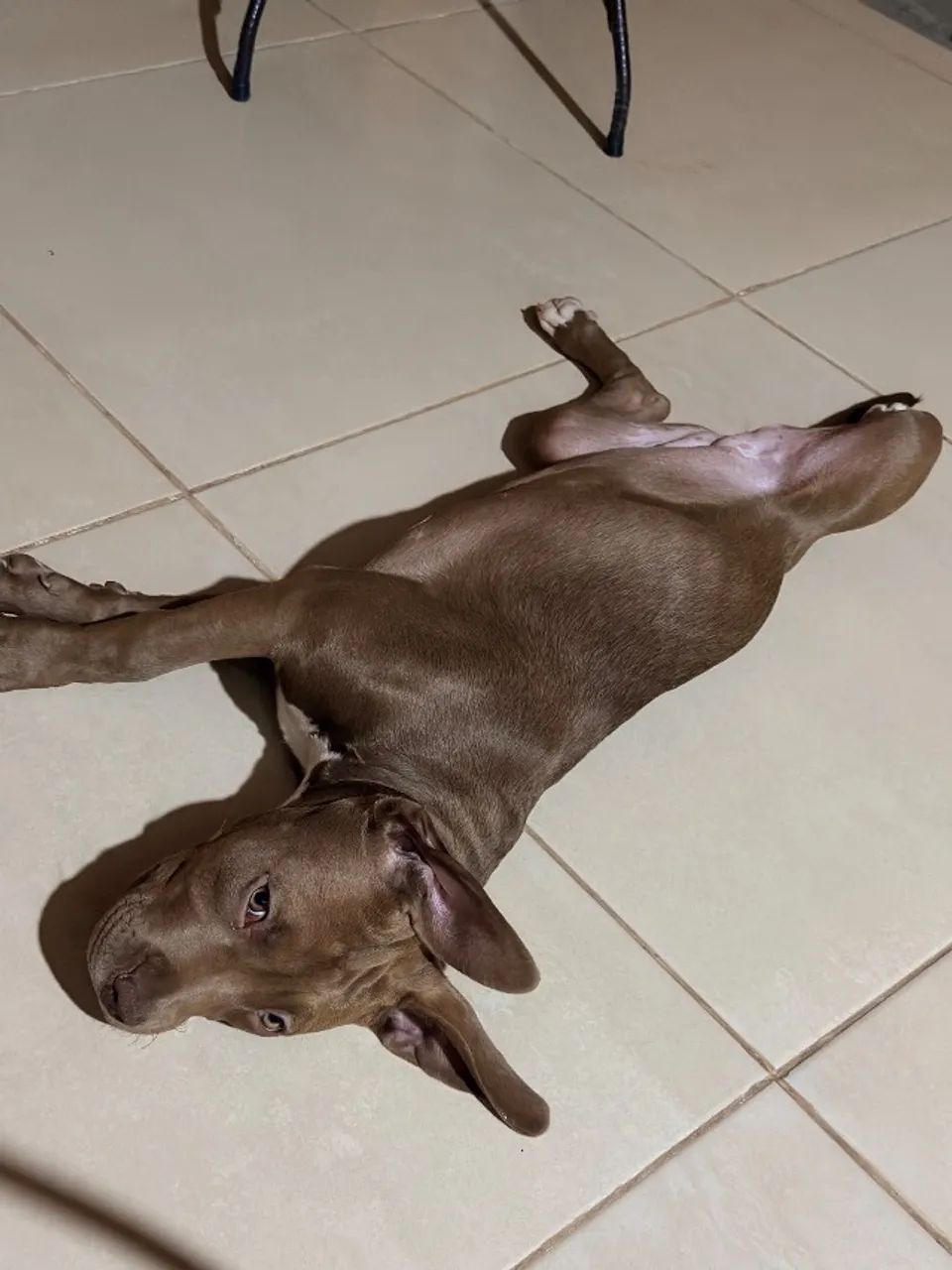 Pitbull 4 meses  - Foto 2