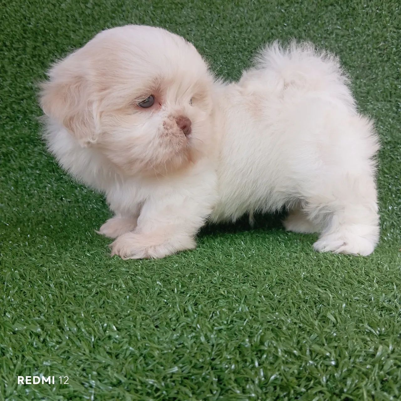 Shihtzu macho  - Foto 3