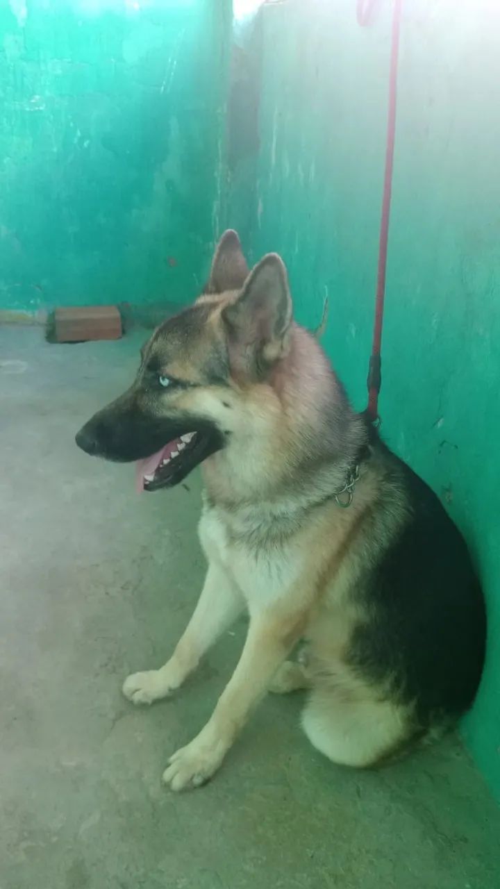 *PARA DOAÇÃO* Anya e Sargento - Foto 2