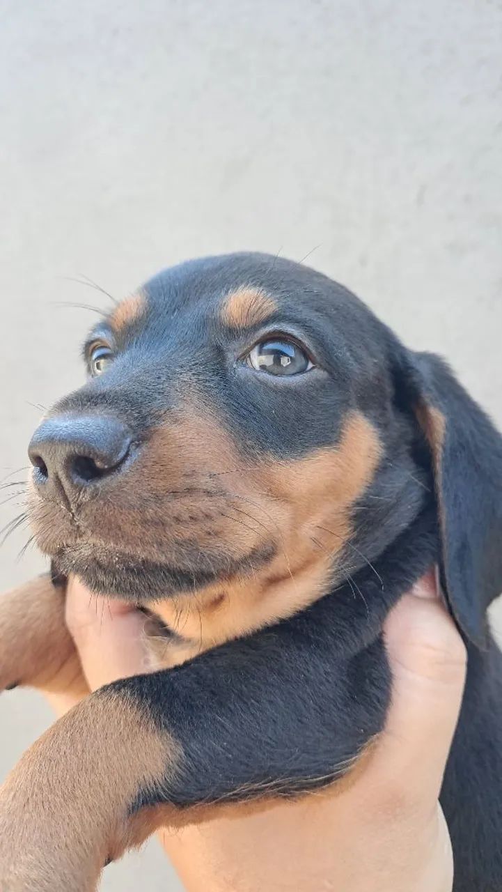Dachshund Chocolate Merle  - Foto 3