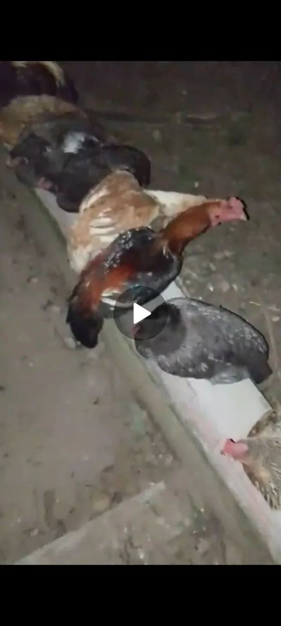 Frango índio  - Foto 2