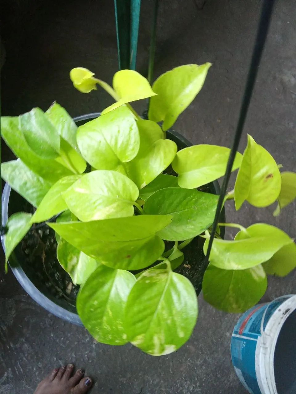 Plantas  - Foto 5