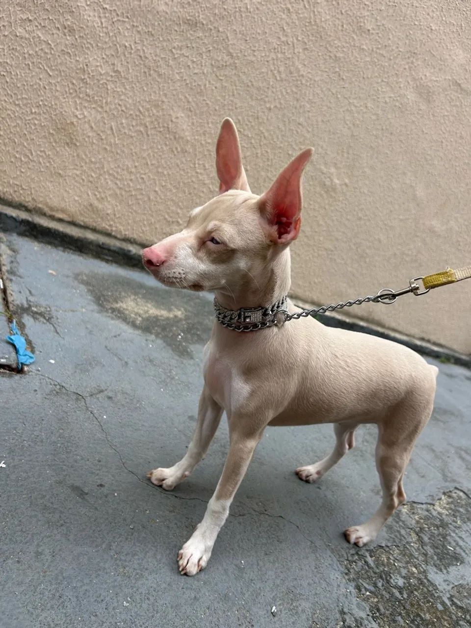 Pinscher Albino (Izabel) - Foto 5