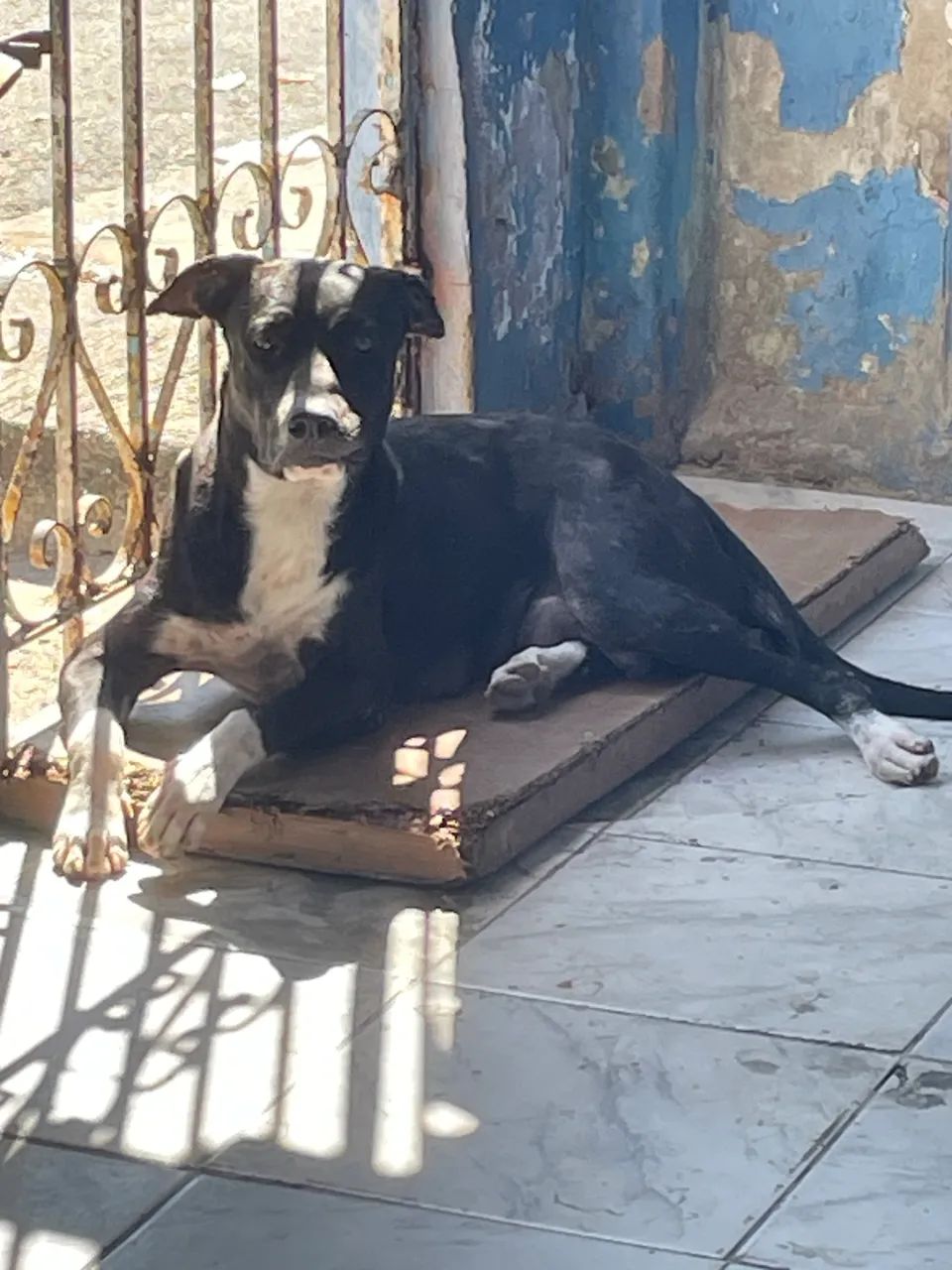 Filhotes de Pitbull para Doação  - Foto 2