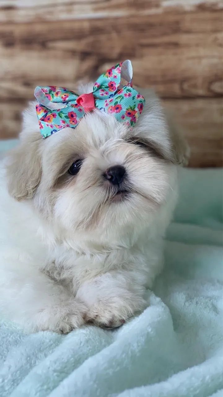 Shihtzu macho e fêmea  - Foto 5