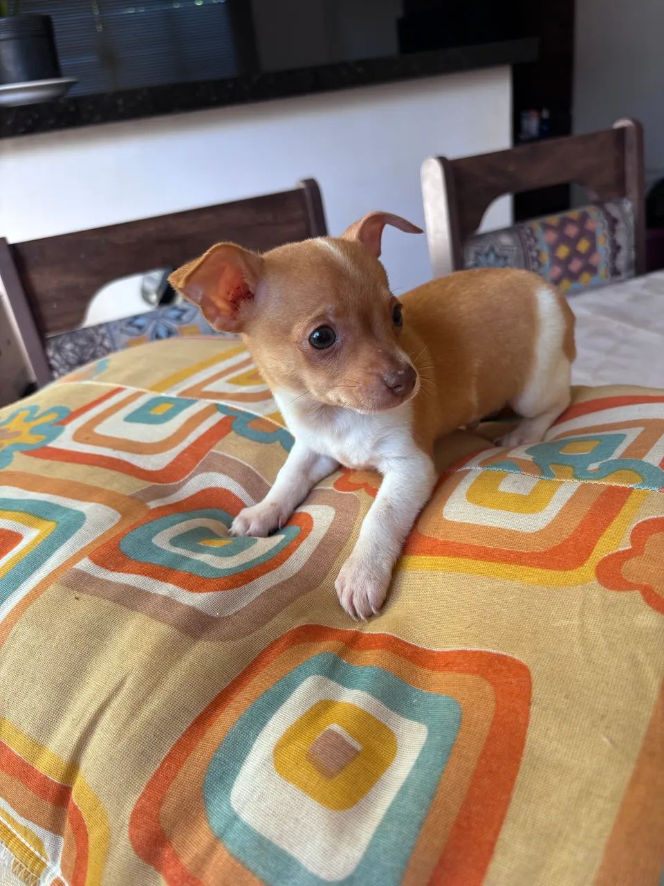 Vendo Pinscher  - Foto 3