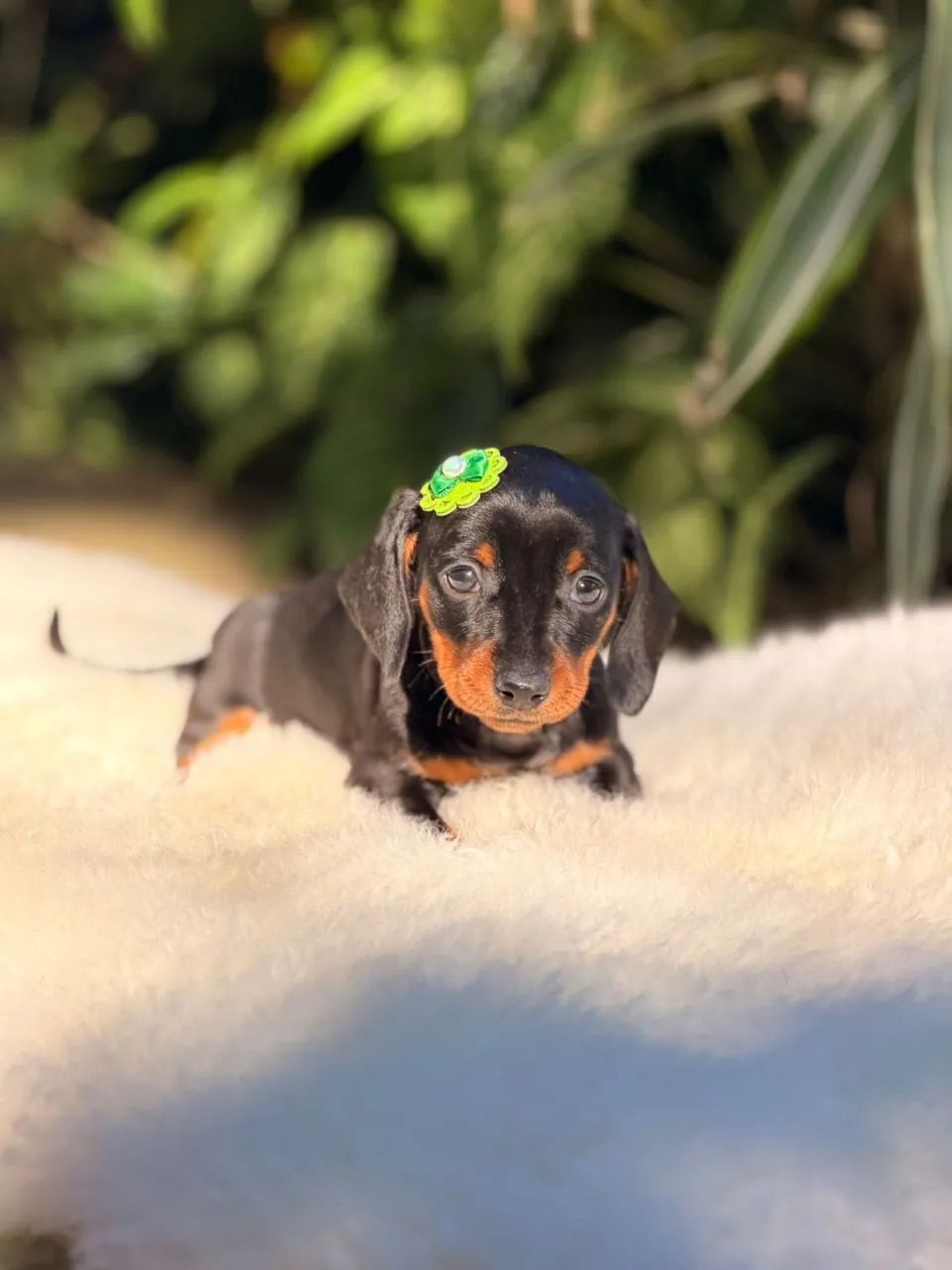 Dachshund Filhotes Linguicinha Salsichinha - Foto 2