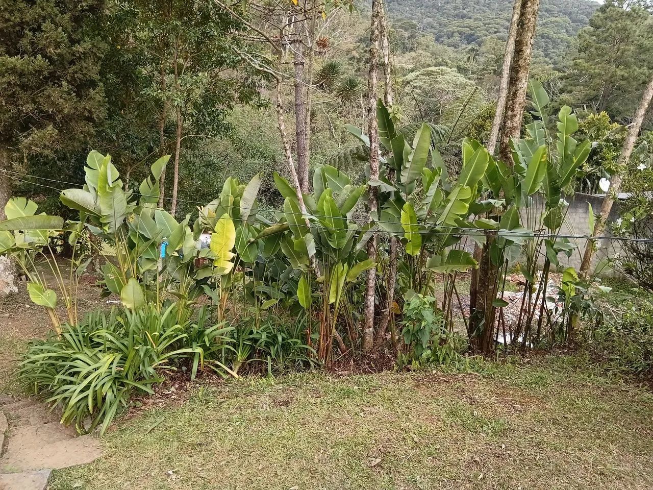 limpeza de terreno profissional  - Foto 2