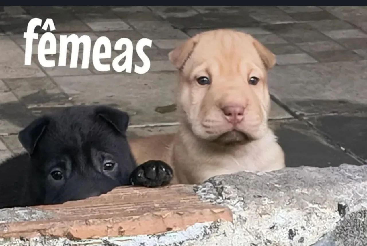 Sharpei  - Foto 4