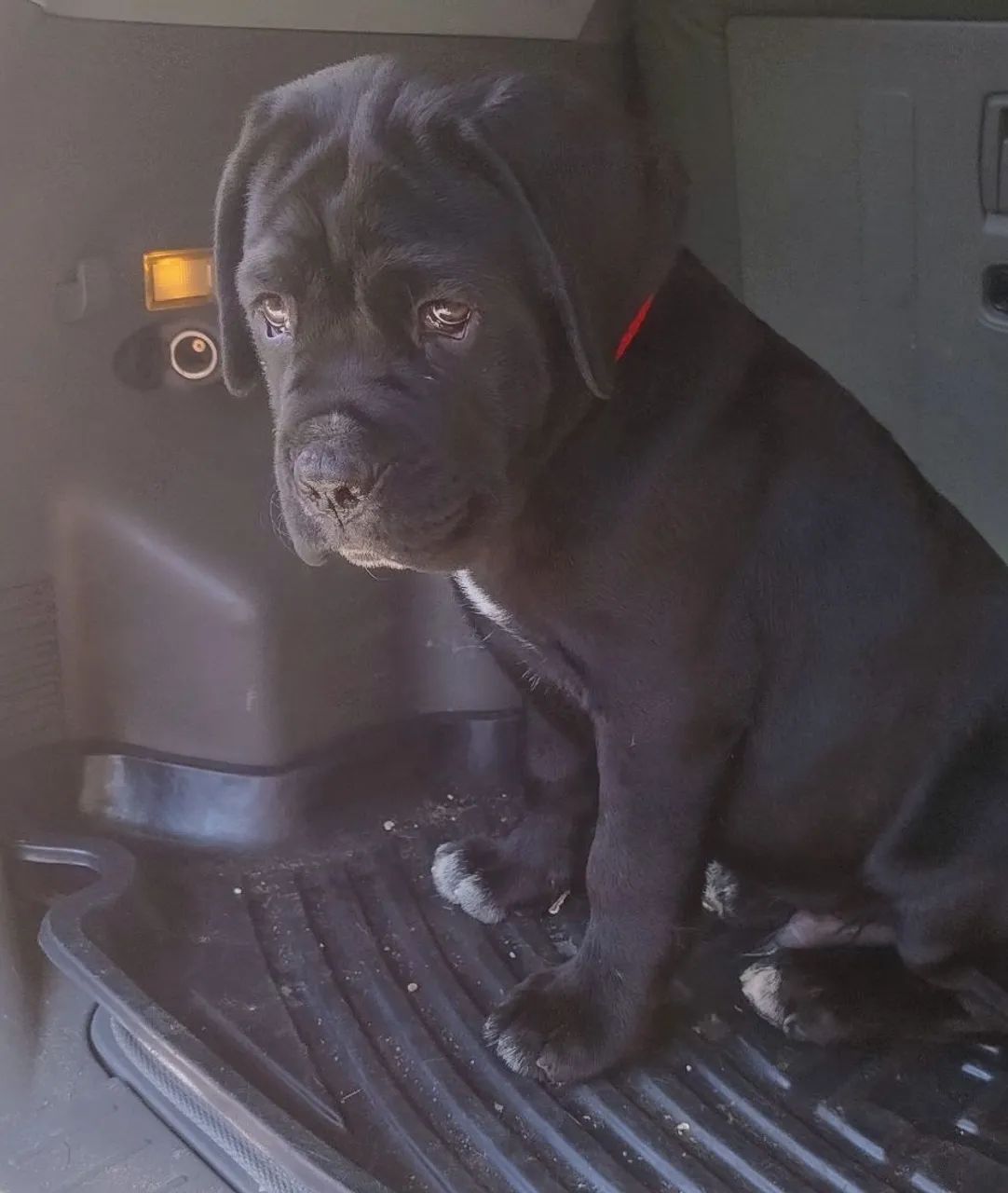 Filhotes Cane corso  - Foto 3