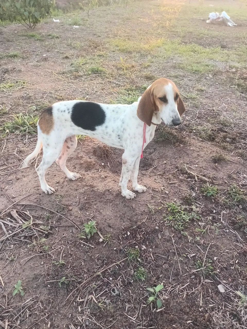 Vendo cachorra americana  - Foto 2