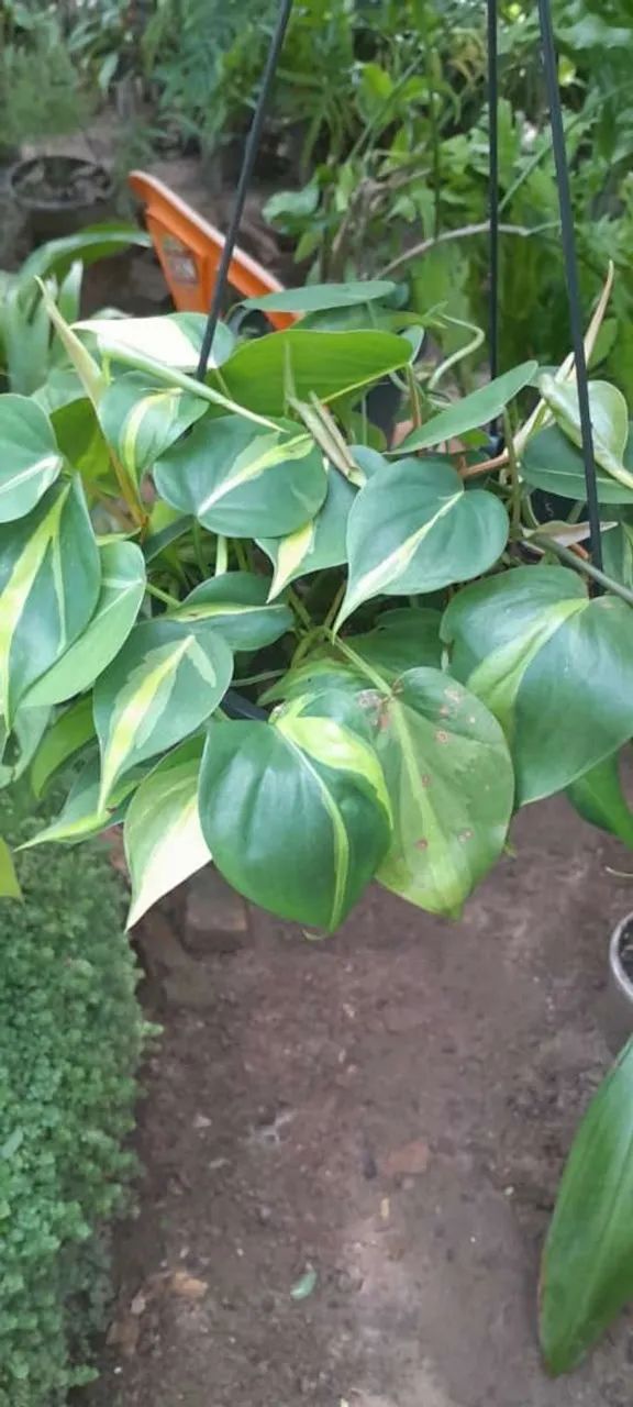 Plantas variadas  - Foto 4