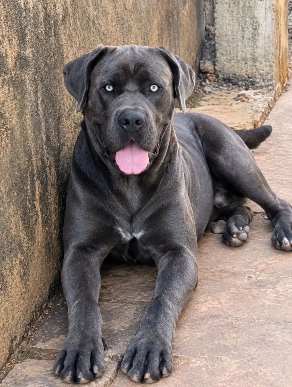Filhotes de cane corso com rottweiler  - Foto 2