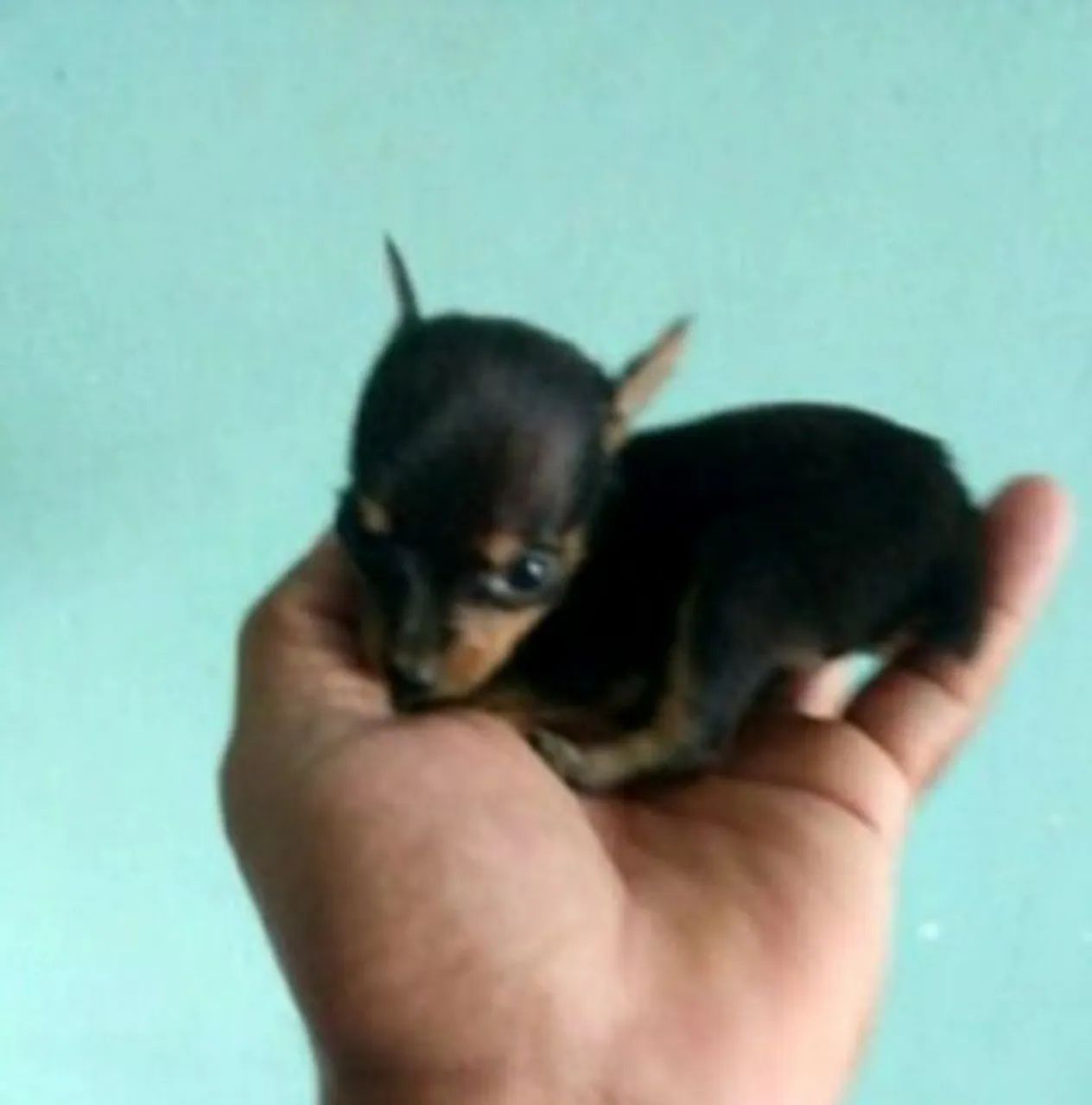 Pinscher 0 disponível 