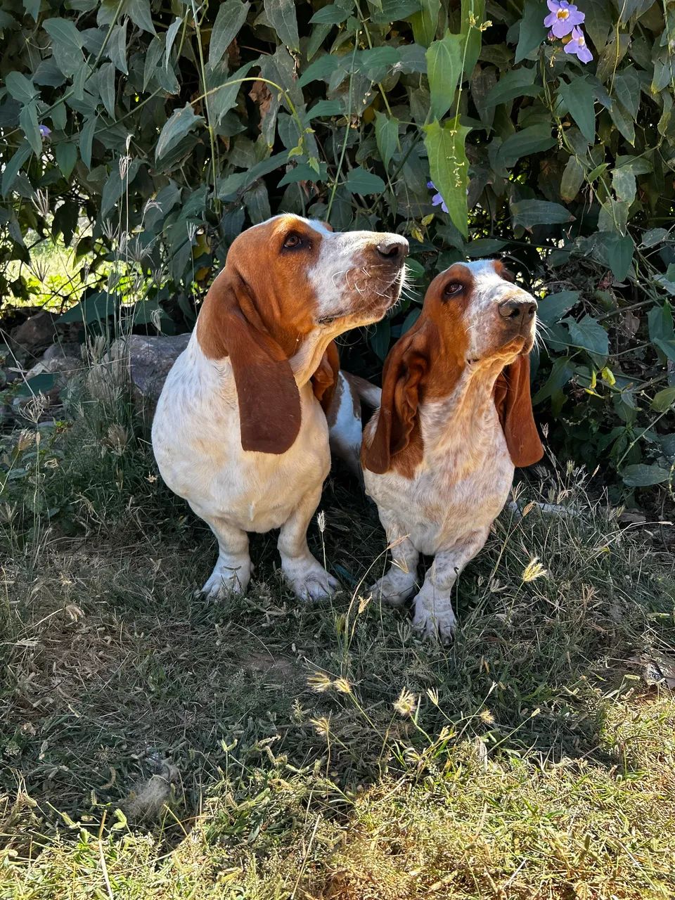 Basset hound  - Foto 5