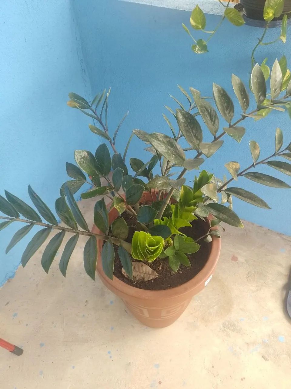 Caso com planta - Foto 2