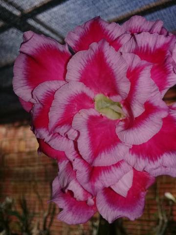 Rosas Do Deserto - Foto 2