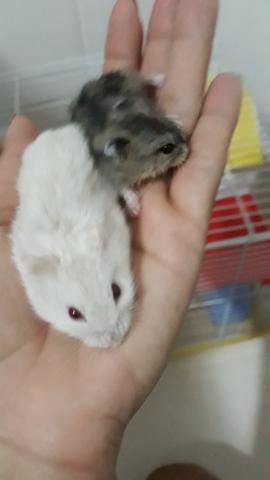 Hamster