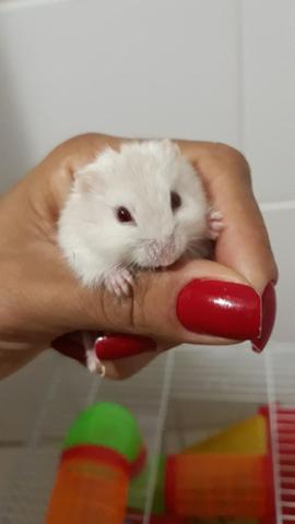 Hamster - Foto 3
