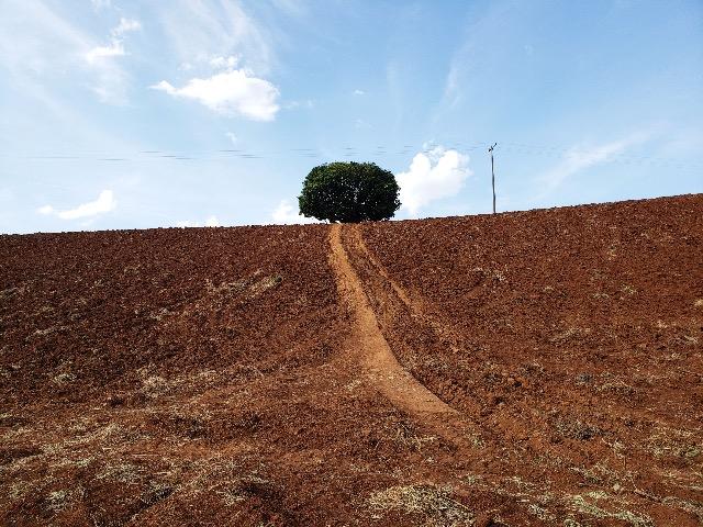 Sítio em Abatiá, Norte Pioneiro do Paraná (54.450 m2) - Foto 7