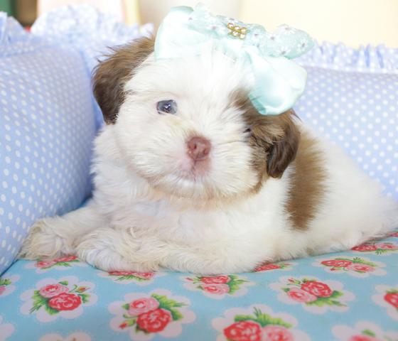 Shihtzu mini e micro padrão europeu - Foto 2