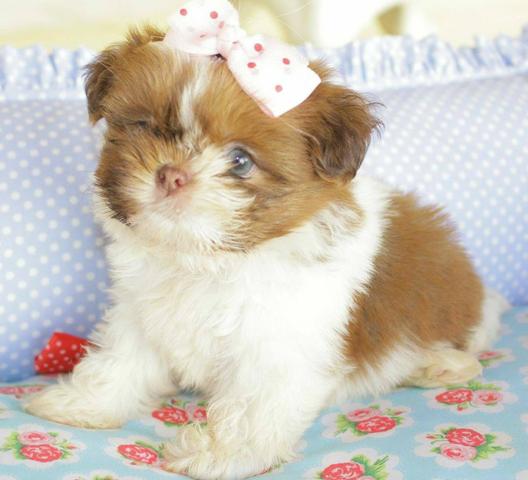 Shihtzu mini e micro padrão europeu - Foto 4
