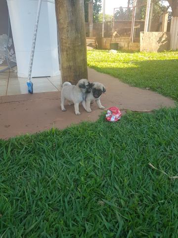 Pug - Foto 2