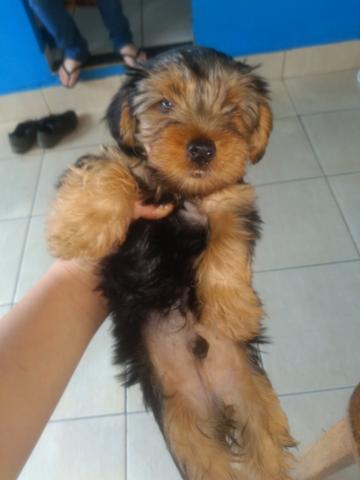 Vendo cachorro de raça vacinado