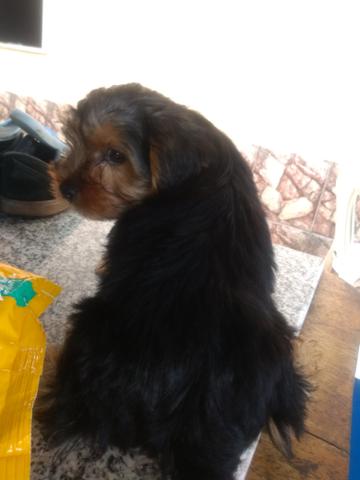 Vendo cachorro de raça vacinado - Foto 2