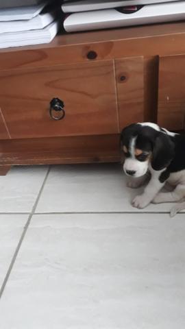 Beagle alto padrao - Foto 3