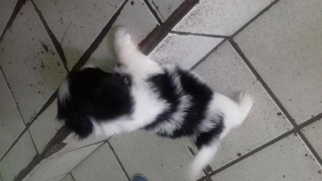 Cachorro da raça Shitzu - Foto 4