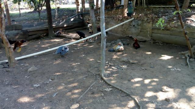 Vendo Frango Caipira abatido e vivo - Foto 4