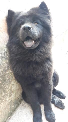 Procuro Chow Chow macho de preferência branco pra namorar a Kiara