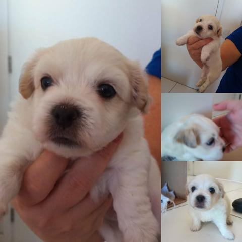 Cachorrinho Fofura