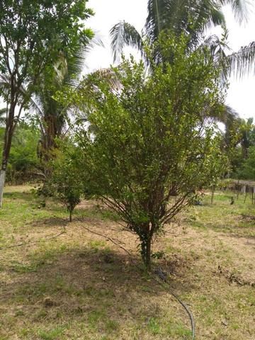 Preço imperdível !!! Vendo Sítio em bacabeira pronto para plantio e criação de galinhas - Foto 10