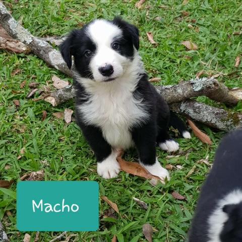 Lindos Filhotes Da Raça Border Collie !!! - Foto 4