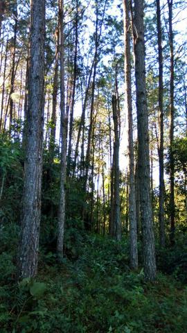 Sítio com área de 259.923,44m², com reflorestamento - Foto 8