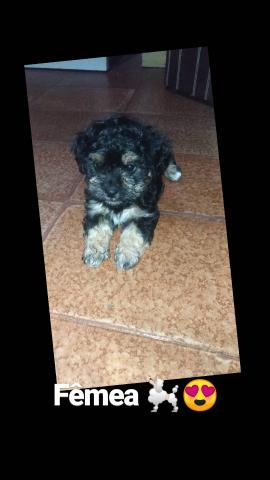 poodle com shituz - Foto 4