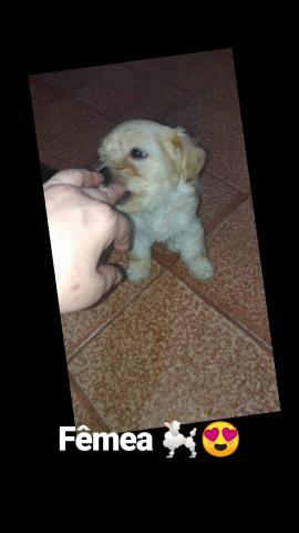 poodle com shituz - Foto 3