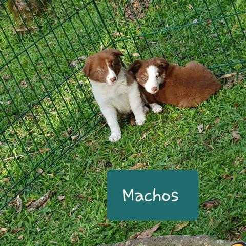 Lindos Filhotes Da Raça Border Collie !!! - Foto 3
