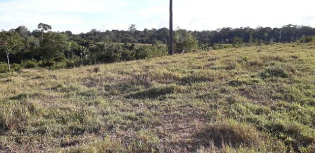 Fazenda em Roraima na BR210 - Caroebe - Foto 12