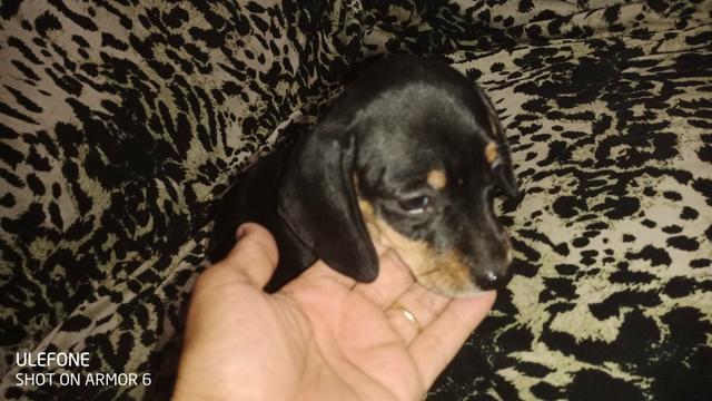 Dachshund (Salsichinha) - Foto 2
