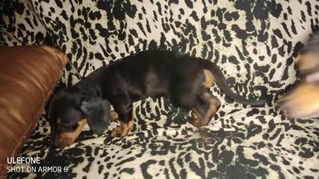 Dachshund (Salsichinha) - Foto 5